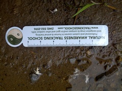 Petrochelidon pyrrhonota