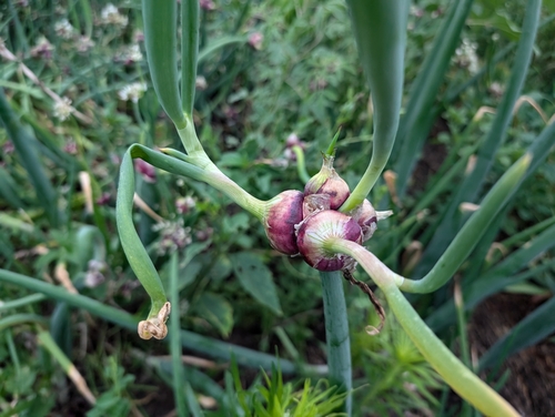 Image of Allium proliferum by (c) Jeff D Hansen, some rights reserved (CC BY)