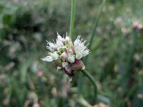 Image of Allium proliferum by (c) Jeff D Hansen, some rights reserved (CC BY)