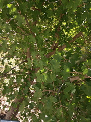 Acer granatense