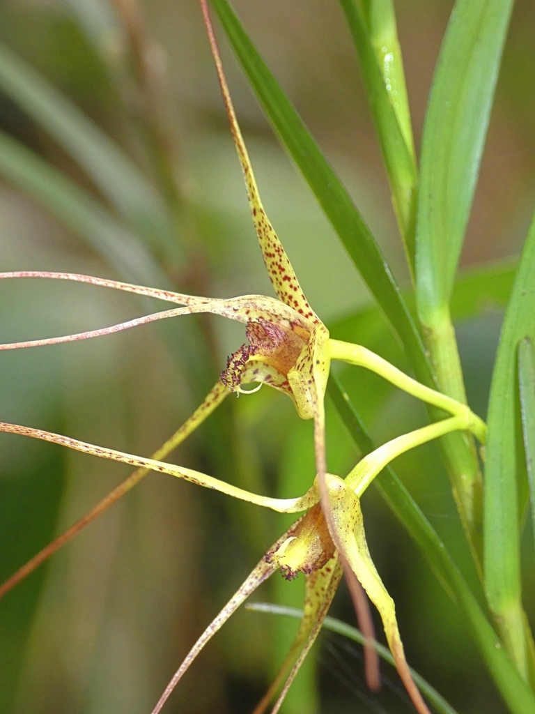 Dendrobium baileyi F.Muell.