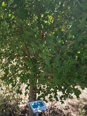 Acer granatense