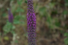 Teucrium hircanicum
