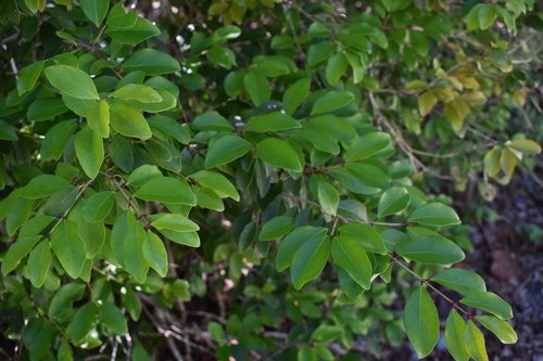 Image of Eugenia axillaris by (c) Kristály Cravens-Liszak, some rights reserved (CC BY)