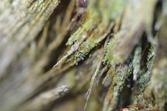 Chaenotheca trichialis