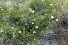 Calystegia longipes