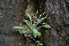 Primula farinifolia