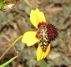 Acmaeodera mixta