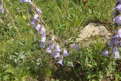 Campanula sarmatica