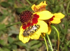 Acmaeodera mixta