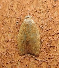 Sparganothoides lentiginosana image