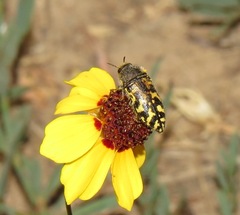 Acmaeodera mixta