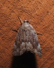 Cutina albopunctella