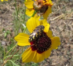 Acmaeodera mixta