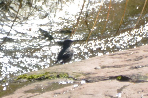 Rufous-throated Dipper (Cinclus schulzii), photo 8