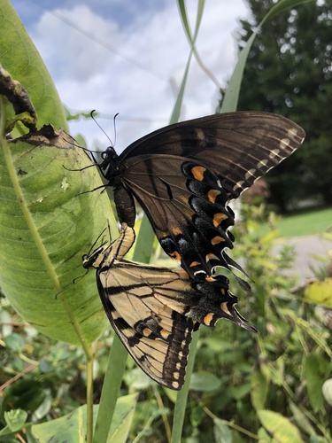 Eastern Tiger Swallowtail photo 4