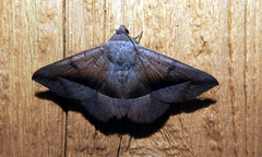Epidromia rotundata