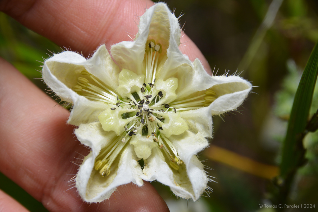 Caiophora clavata
