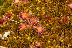 Drosera rotundifolia image