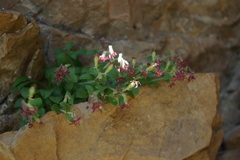 Silene pygmaea