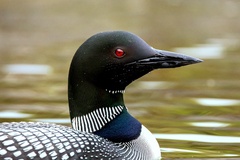 Great Northern Diver photo 3