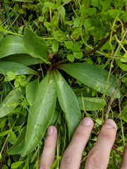 Primula pauciflora macrocarpa