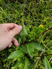 Primula pauciflora macrocarpa