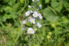 Veronica gentianoides