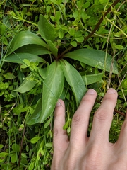 Primula pauciflora macrocarpa