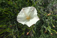 Calystegia longipes