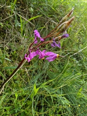 Primula pauciflora macrocarpa