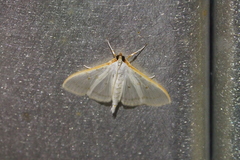 Palpita warrenalis