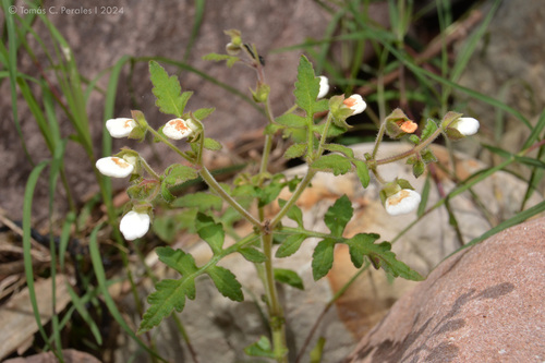 Slipperwort (Calceolaria chelidonioides)