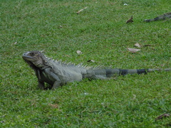 Iguanidae