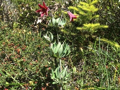 Lilium bolanderi