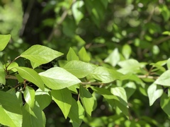 Populus suaveolens