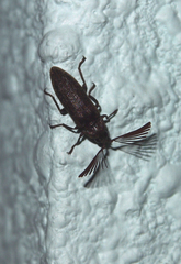 Callirhipidae