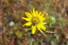 Melissodes microstictus