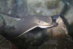 Common Eagle Ray photo 3