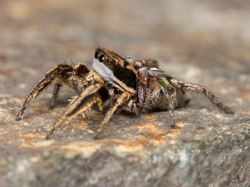 Habronattus klauseri