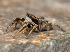 Habronattus klauseri