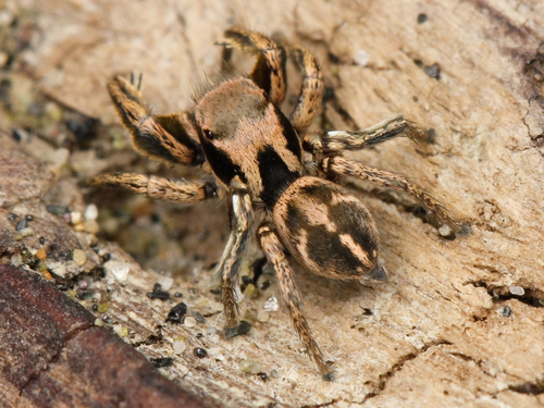 Habronattus klauseri