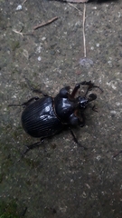 Biodiversidad de Guatemala - Pantodinus klugi