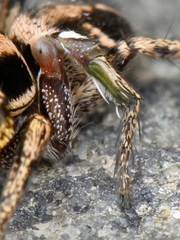 Habronattus klauseri