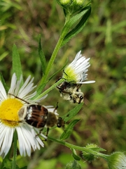 Trichiotinus piger