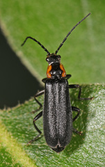 Rhagonycha angulata