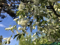 Prunus padus
