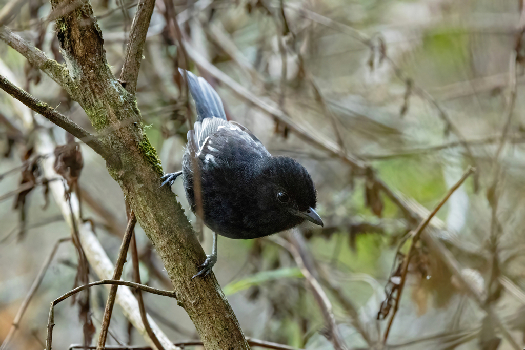 Variable Antshrike