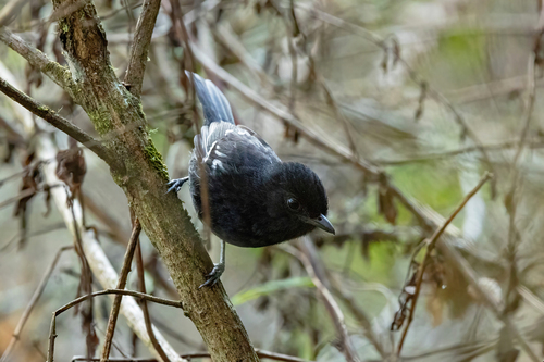 Variable Antshrike