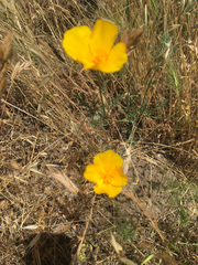 Papaveraceae